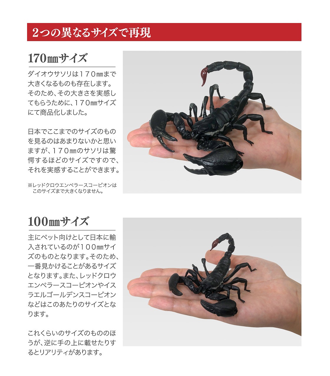 入荷激減！ダイオウサソリのレコードクラス入ってます！！ | 名古屋の