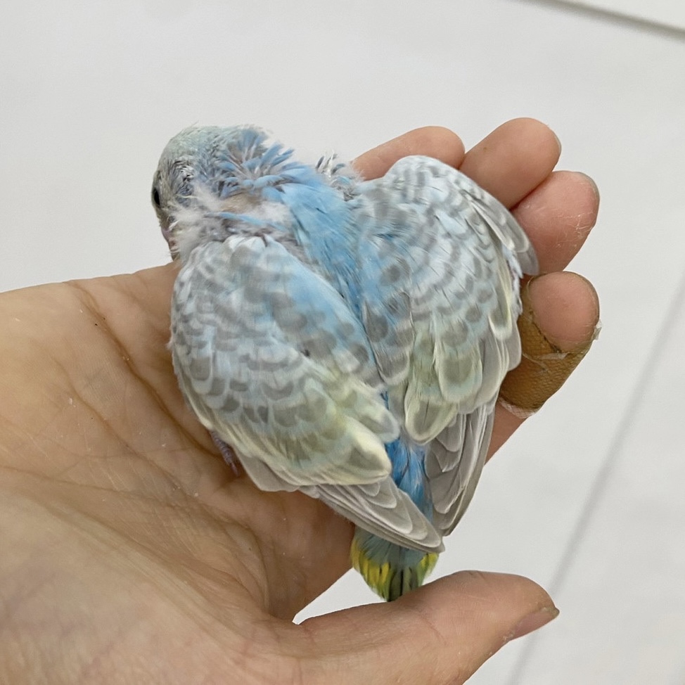 春日井小動物】定番インコ！セキセイ！ | 名古屋のペットショップRemix