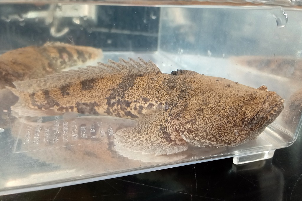 インター熱帯魚]バラエティ感！ | 名古屋のペットショップRemix