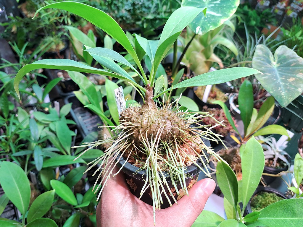 ミルメコディア プラティティレア オレンジ ペティオールズ アリ植物