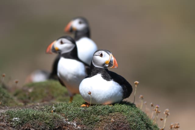 写真】まるで「ピングー」みたいな色合い…癒しの鳥・パフィンの「困り