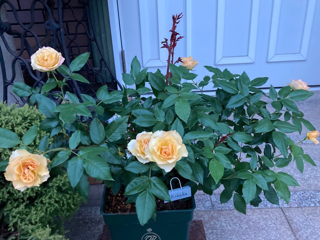 THE ROSE SHOP オリジナル8号角鉢 (あすつく対象) : バラ専門店 ザ