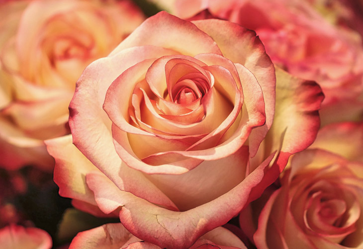 ローズオットー精油の販売 | 自然療法専門店 | リンガリンガソープ