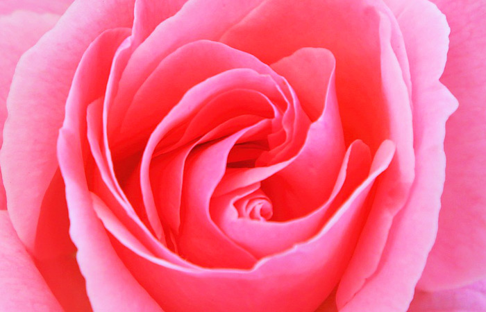 ローズオットー精油の販売 | 自然療法専門店 | リンガリンガソープ