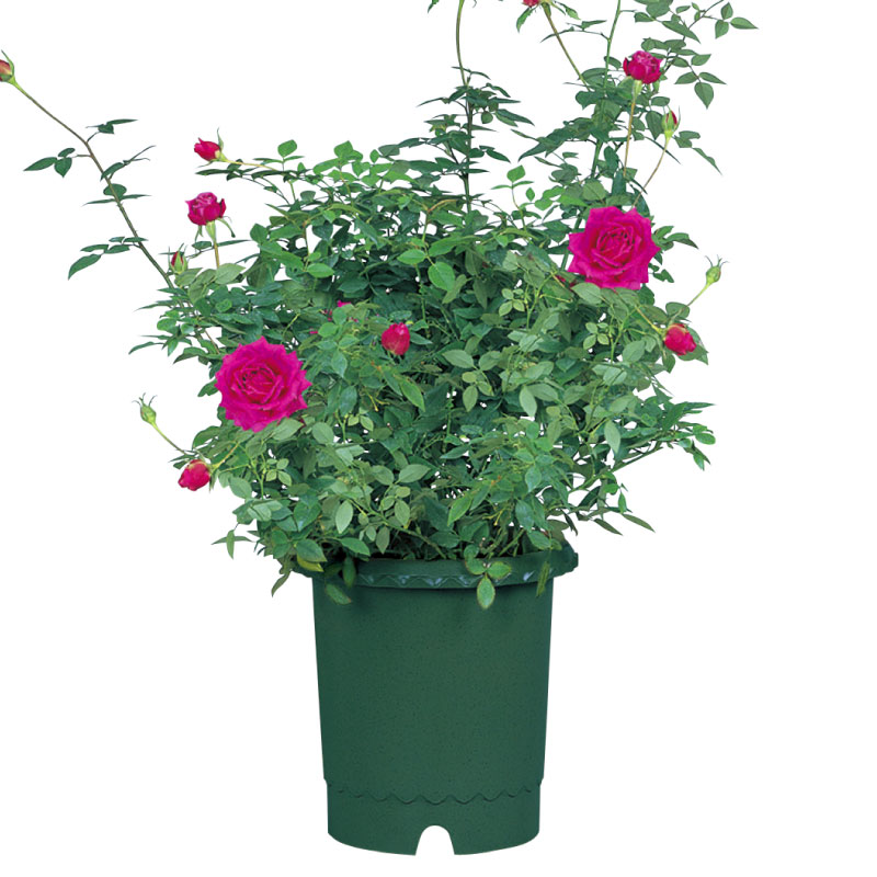 バラ鉢 10号 | リッチェル公式ウェブショップ