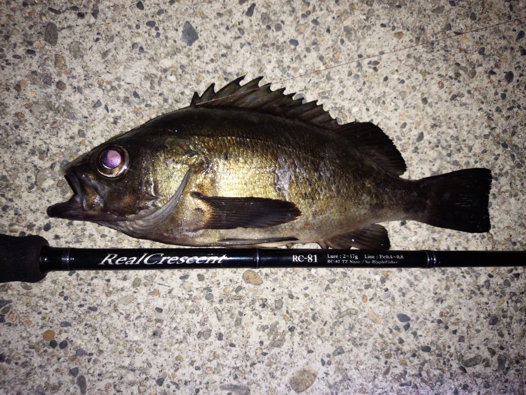 Real Crescent 81 フィールドスタッフによる製品レビュー。 | リップル