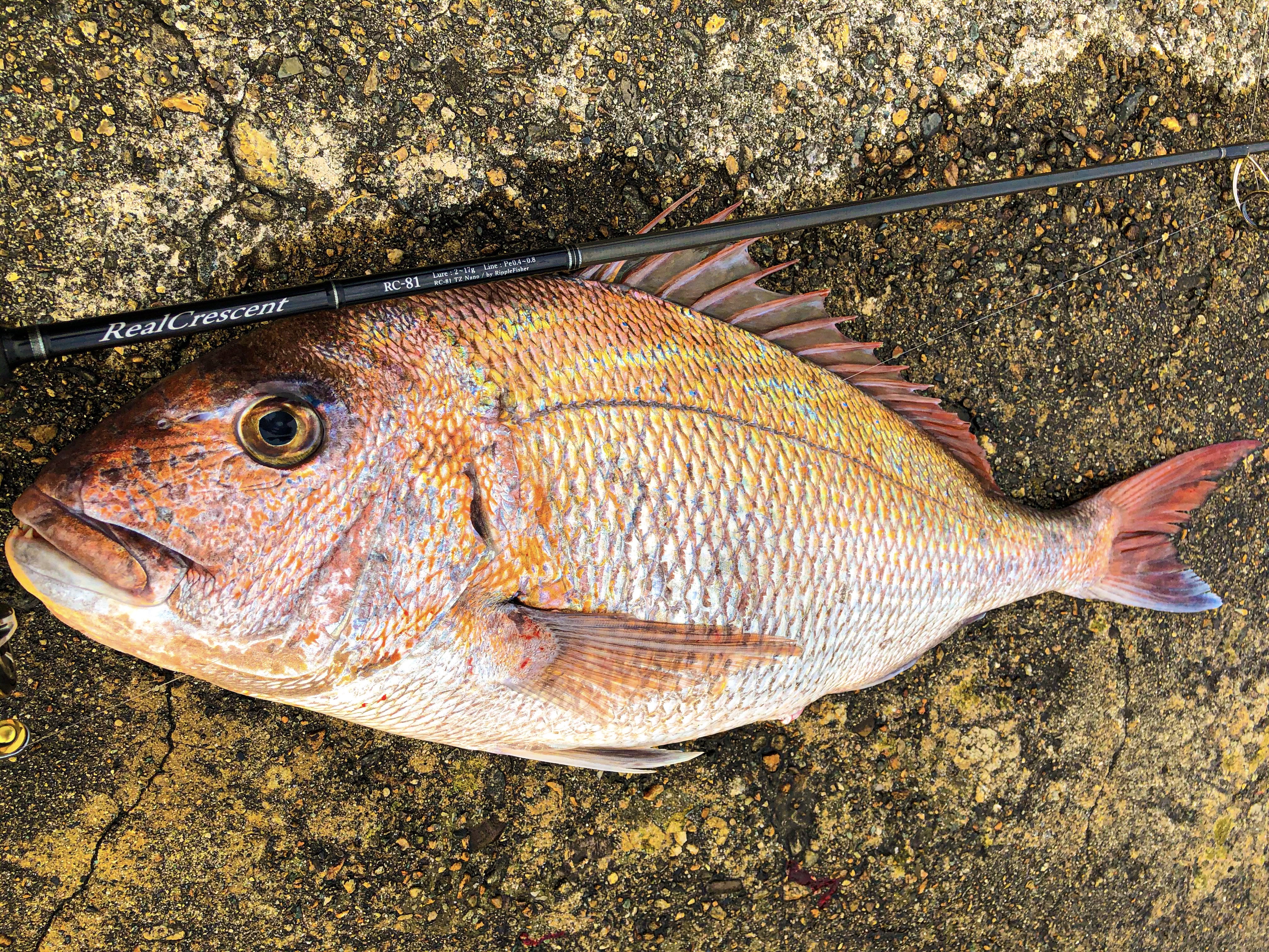 RealCrescent RC-81 ホタルイカパターン釣果報告② | リップル