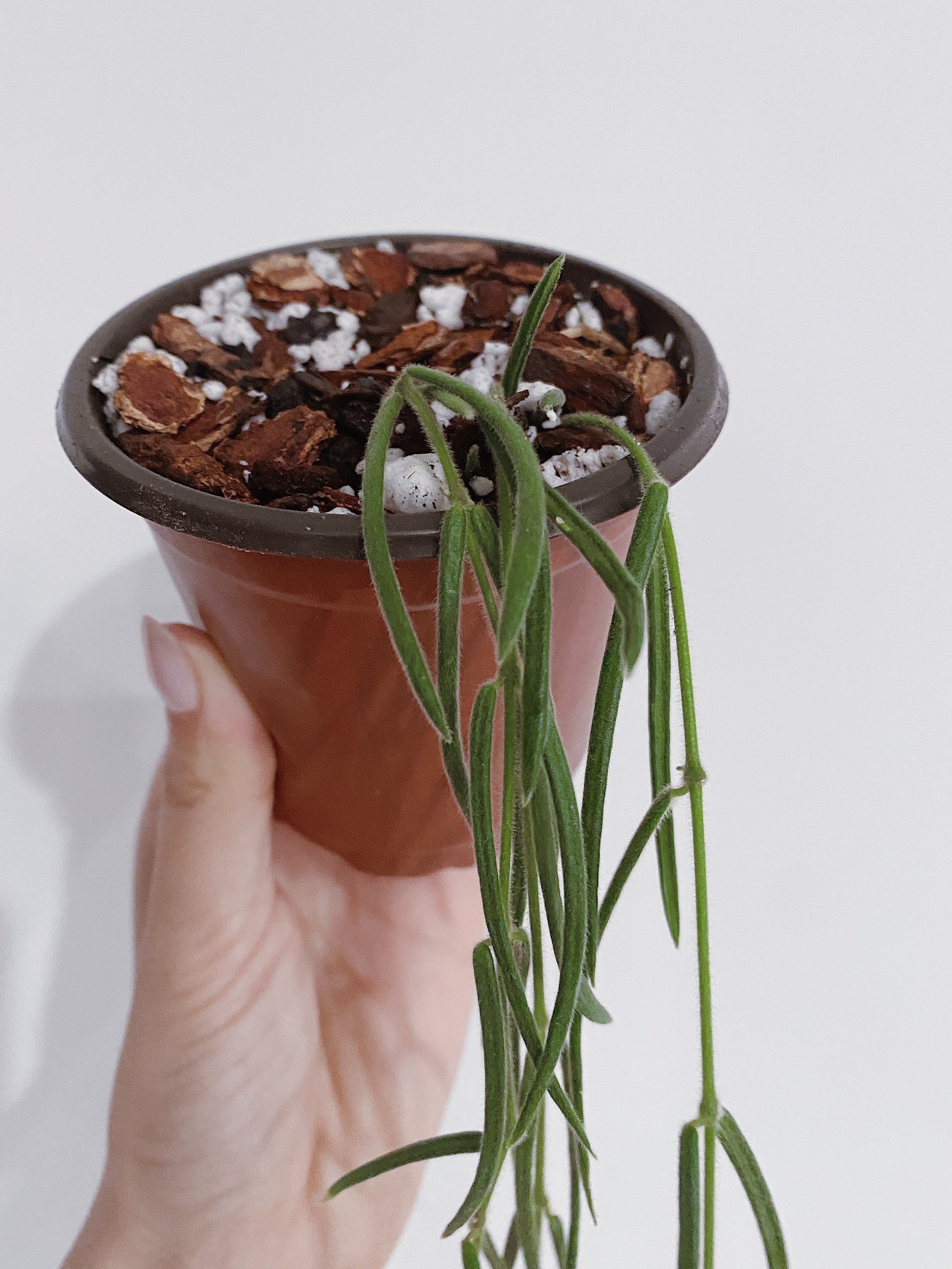 Hoya Linearis - For Sale Near Me (USA Seller) – Rooted Hues