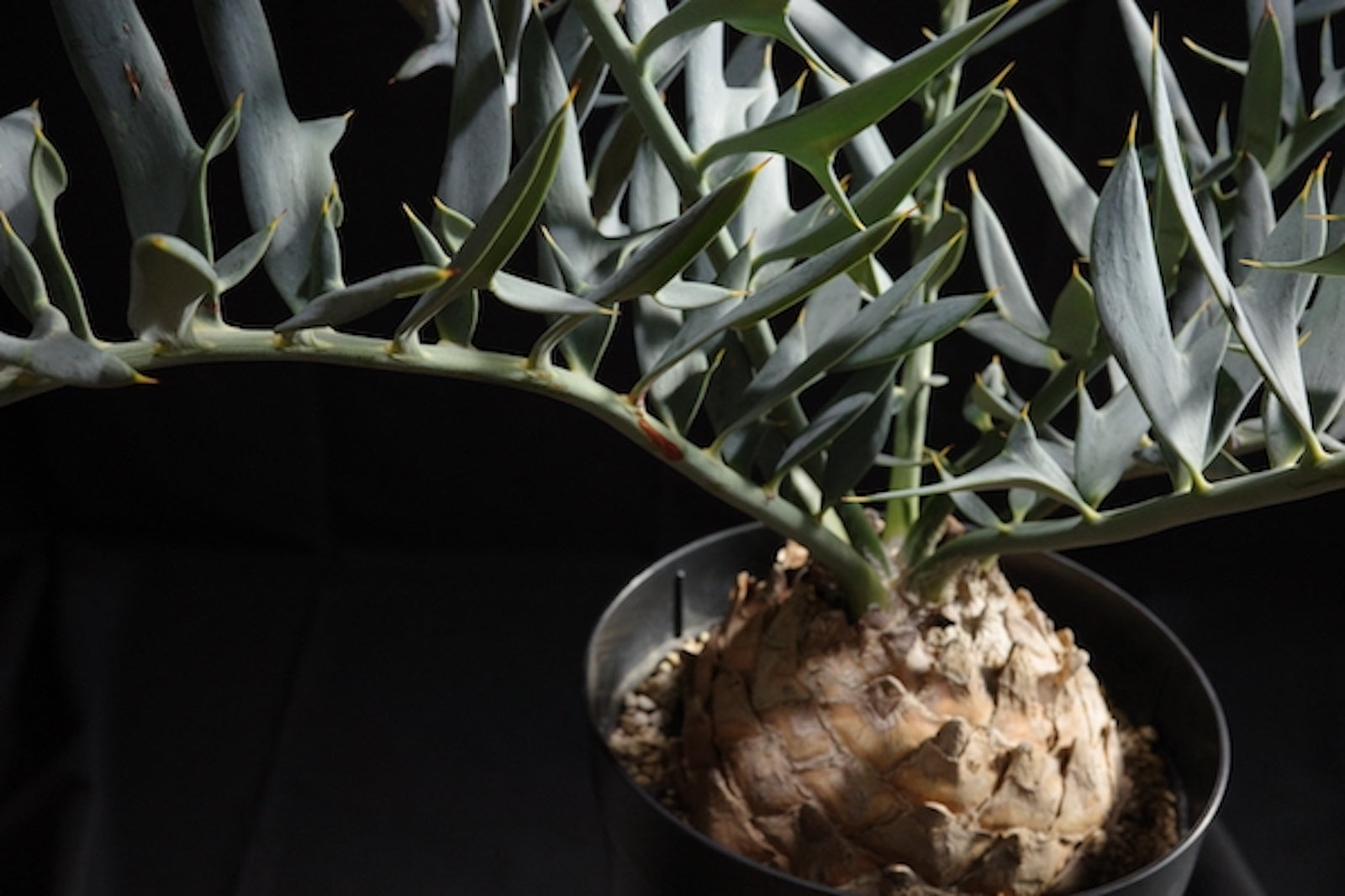 エンセファラルトス・ホリダス｜Encephalartos horridus – ROUTE