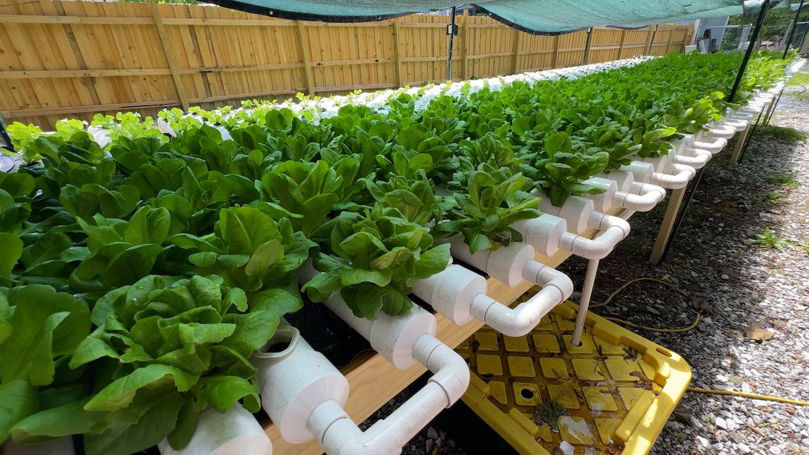 WNC_Hydroponic_Farm