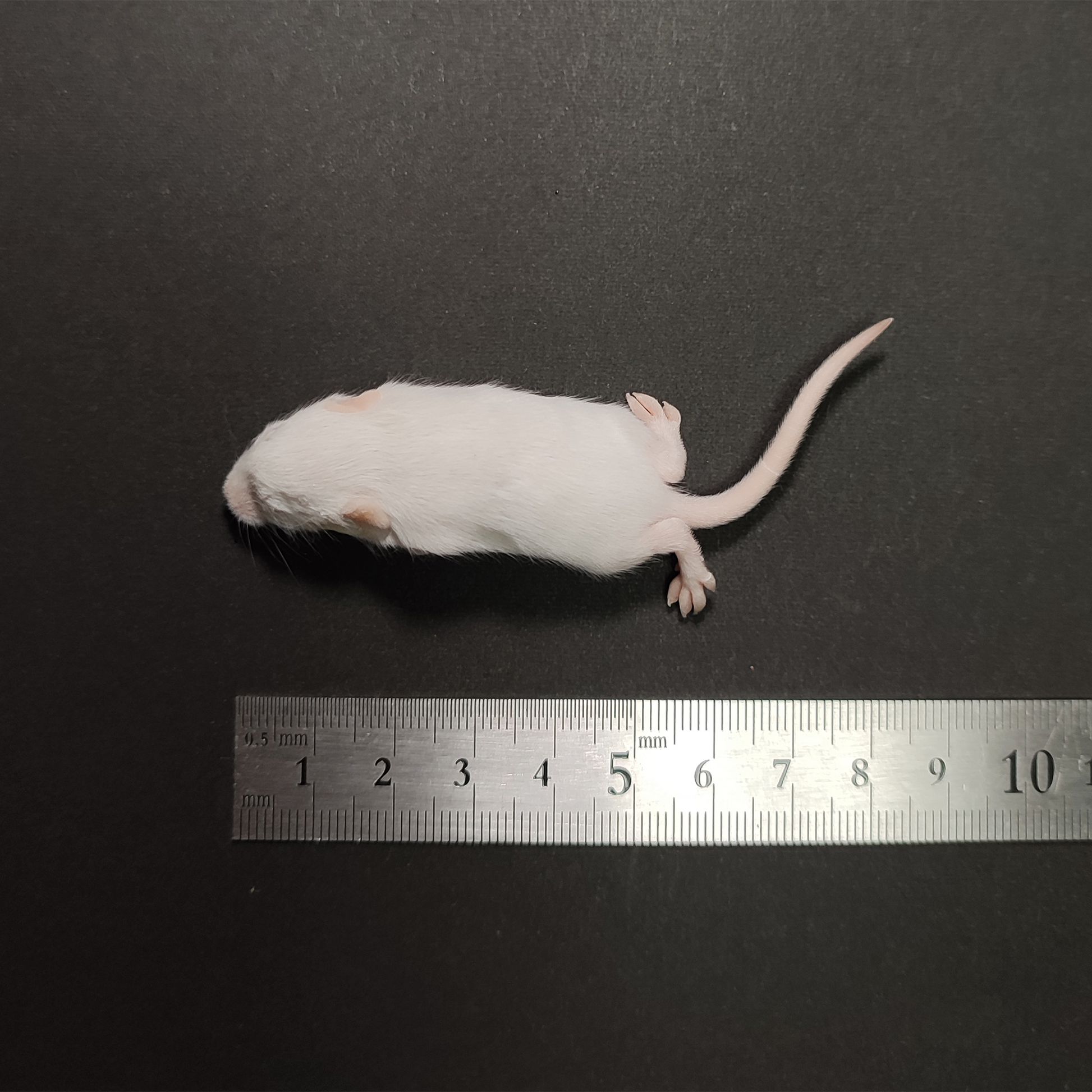 国産冷凍ファジーマウス 100匹入り – サイエンスファーム