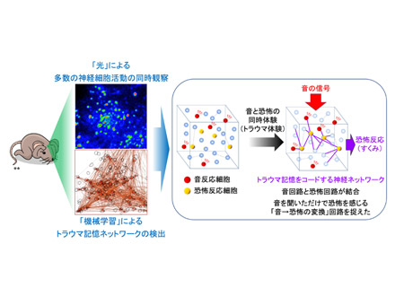 脳でトラウマ記憶がつくられる仕組みの一端分かった 生理学研究所など