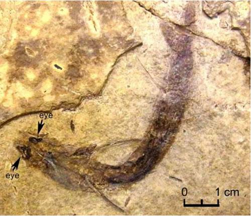 あったぞ、眼が残った最古の魚類化石 | Science Portal - 科学技術の