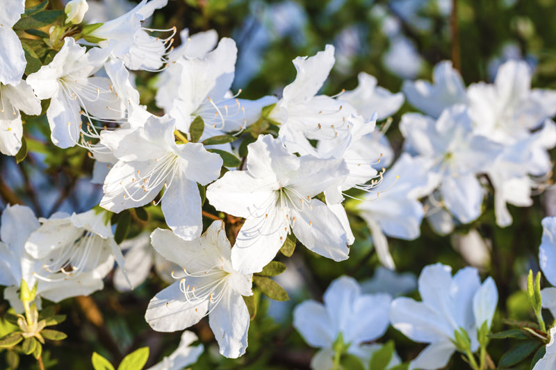 Azalea - Delaware Valley White – Sammy's Plant World