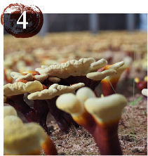 楊貴芝 (ようきし) « ミキモト化粧品西日本代理店 大木産業株式会社