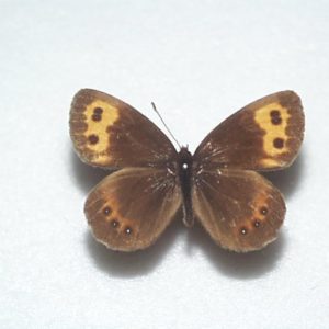 タカネヒカゲ ♀産地：岐阜県・双六岳 Jj03372 | 三角紙