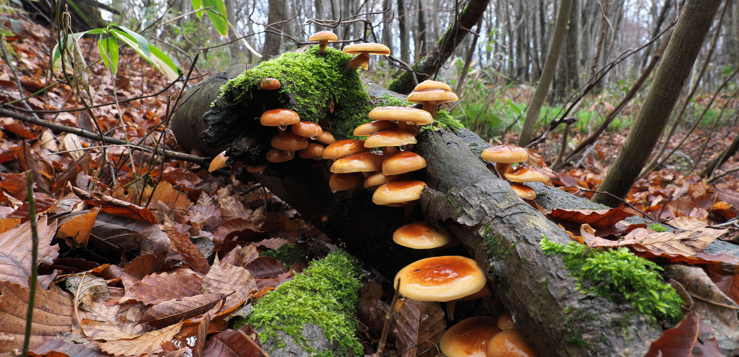 秋のきのこ採りのお話｜やまがた山菜・きのこものがたり｜やまがたの