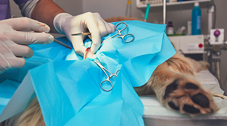 外科 - さいとう動物病院富岡総合医療センター｜群馬の動物病院｜夜間