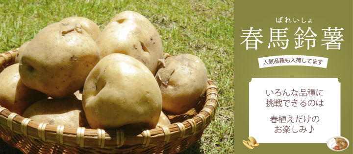 馬鈴薯 | 菜園くらぶ 種と苗と園芸資材の専門店