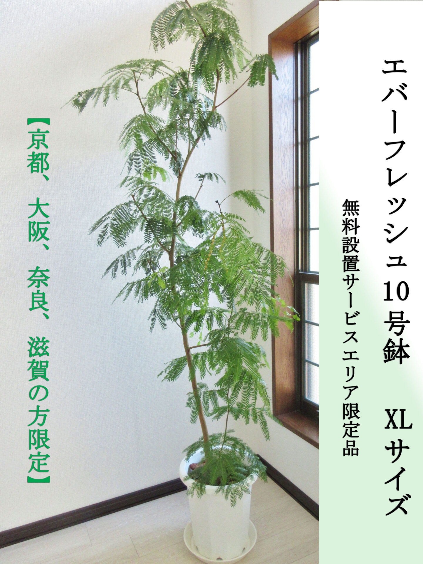 エバーフレッシュ10号鉢（曲がり）XLサイズ 高さ190cm前後 無料設置