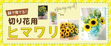 ヒマワリ プロカット ホワイトナイト｜種（タネ）,球根,苗,資材