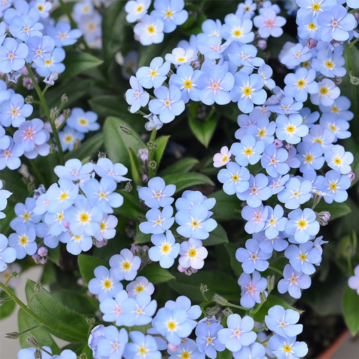 わすれな草 ミオマルク｜種（タネ）,球根,苗,資材,ガーデニンググッズ