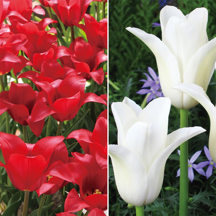新潟生まれのチューリップ ユリ咲き紅白2種セット｜種（タネ）,球根,苗