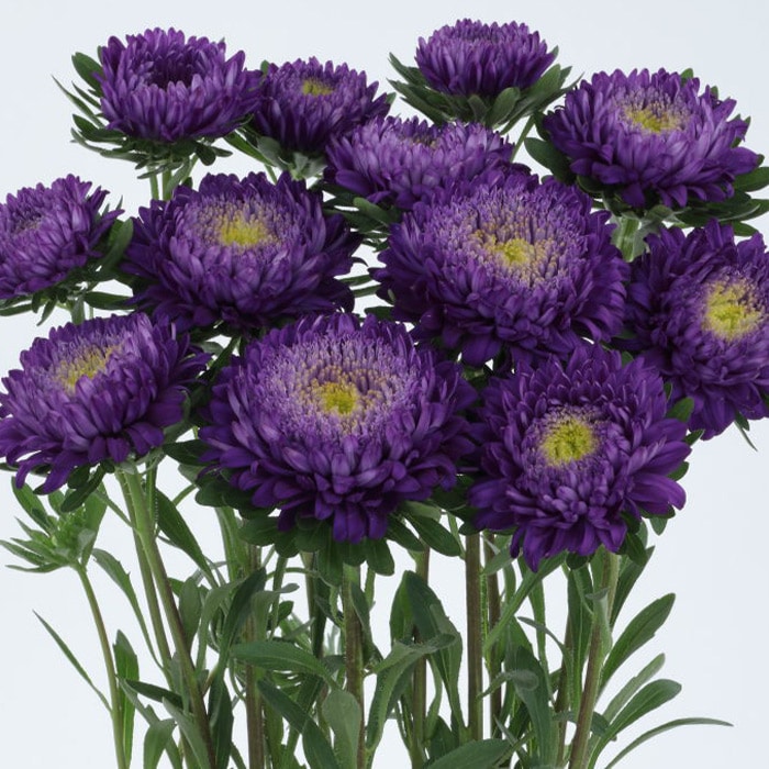 アスター あずみXL ブルー（ver.2）｜種（タネ）,球根,苗,資材