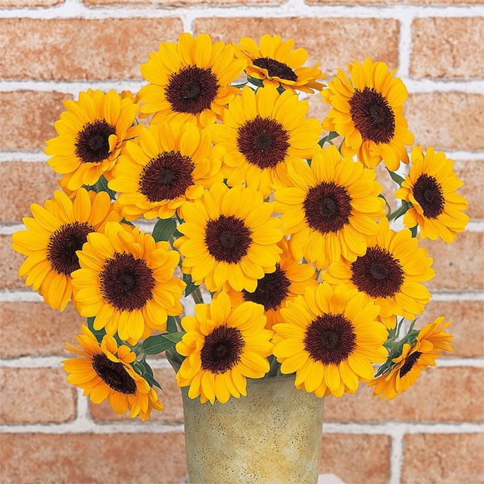 ヒマワリ ビンセント(R) (2型) オレンジ｜種（タネ）,球根,苗,資材