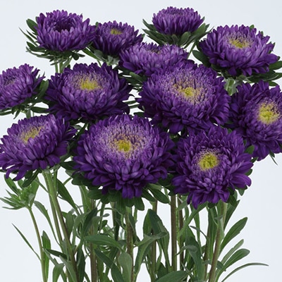 アスター あずみXL ブルー（ver.2）｜種（タネ）,球根,苗,資材