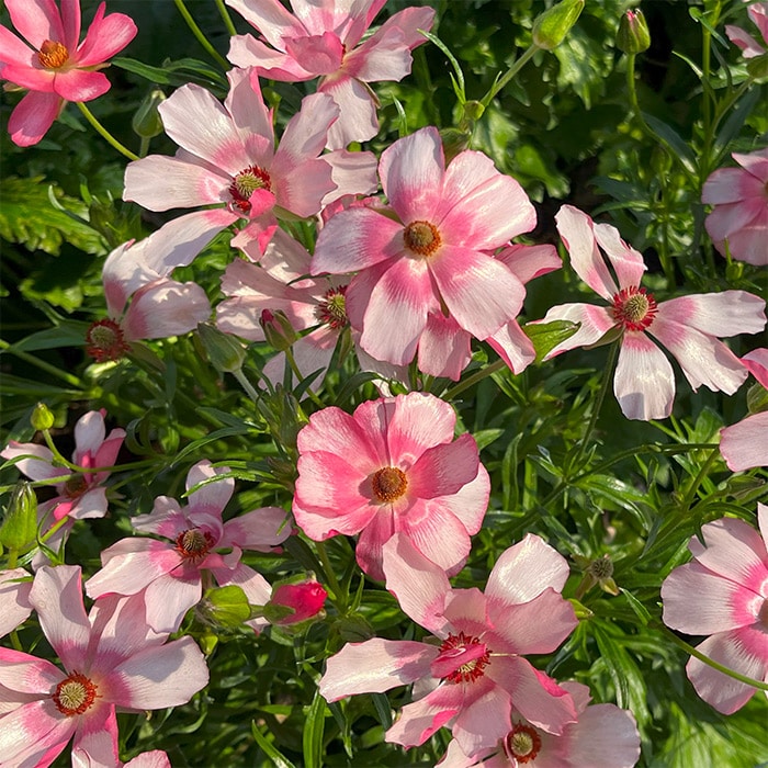 ラナンキュラス ラックス 厳選3種セット｜種（タネ）,球根,苗,資材