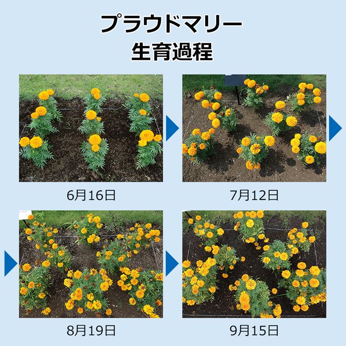 マリーゴールド プラウドマリー イエロー｜種（タネ）,球根,苗,資材