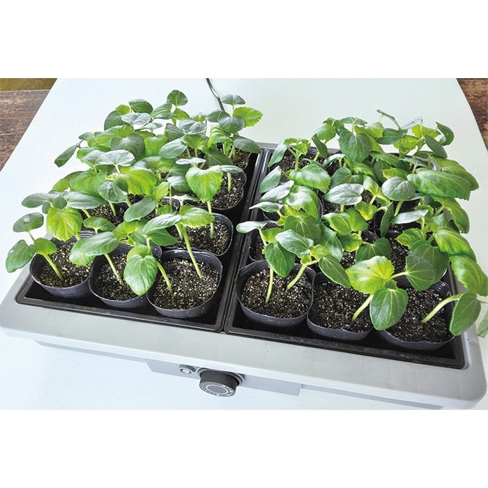 発芽育苗器「愛・菜・花」通販限定育苗セット｜種（タネ）,球根,苗