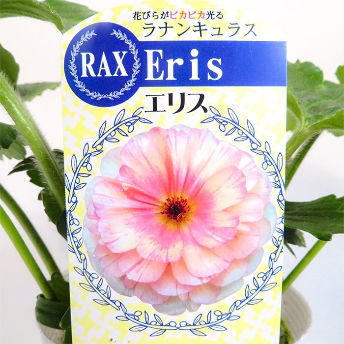 ラナンキュラス ラックス おすすめIセット｜種（タネ）,球根,苗,資材