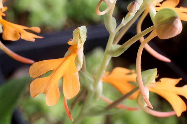 夏のランラン[その2] ダイサギソウほか 後編｜東アジア植物記