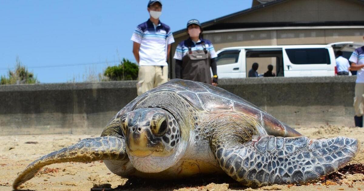 よく頑張った」 保護ウミガメが元気に海へ帰る | ニュース | 福岡ふか