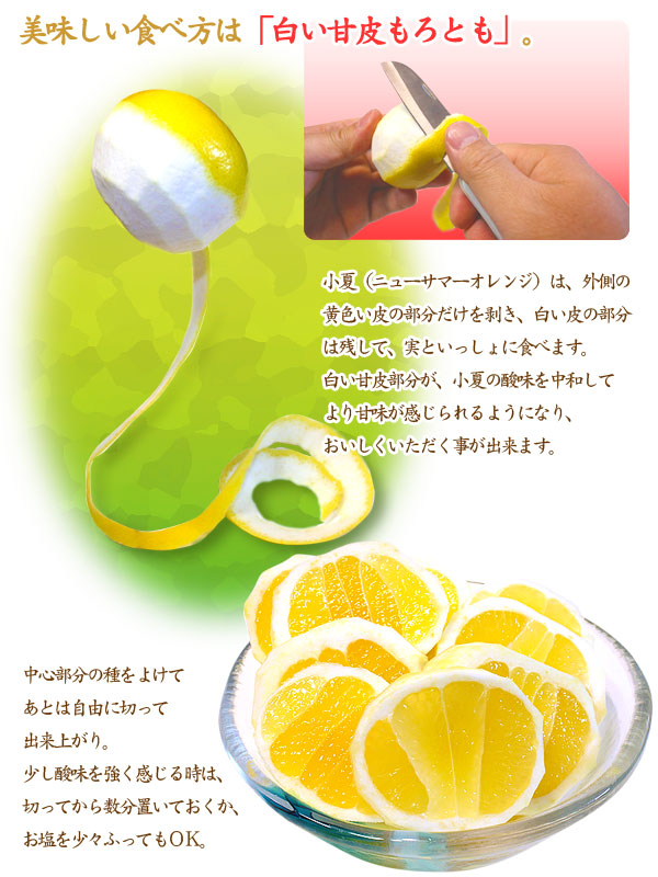 小夏ニューサマーオレンジ 高知小夏SSさとのわ