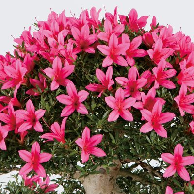 さつき花辞典：緋光琳 ｜ さつき盆栽春夏秋冬