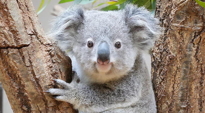 コアラ | ブラザー×東山動植物園 動植物園とSDGs | ブラザーグループ