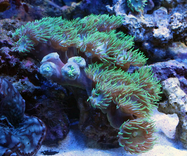 サンゴ≪r3≫海水魚ショップシーポニー