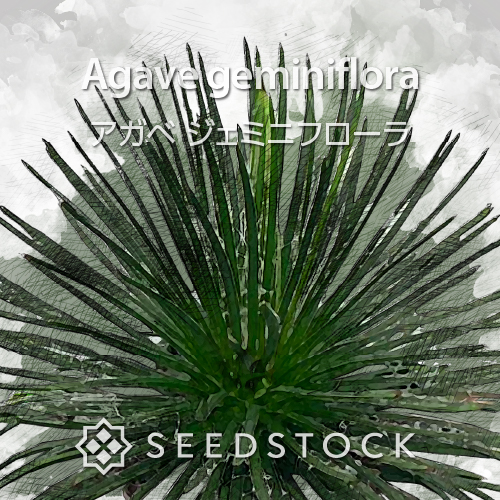 種子] アガベ ジェミニフローラ Agave geminiflora｜多肉植物 実生