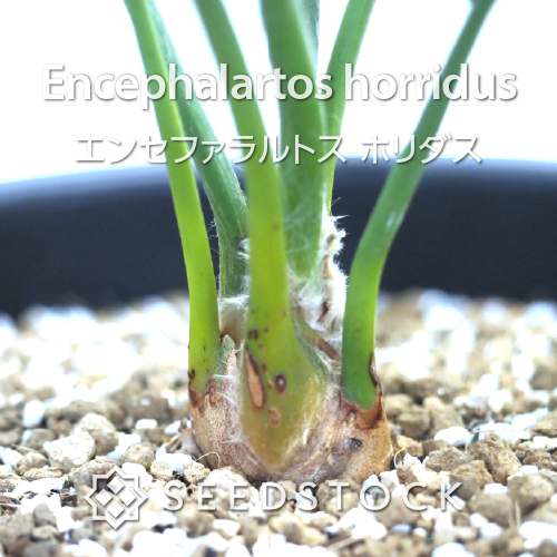 輸入株] エンセファラルトス ホリダス Encephalartos horridus（2