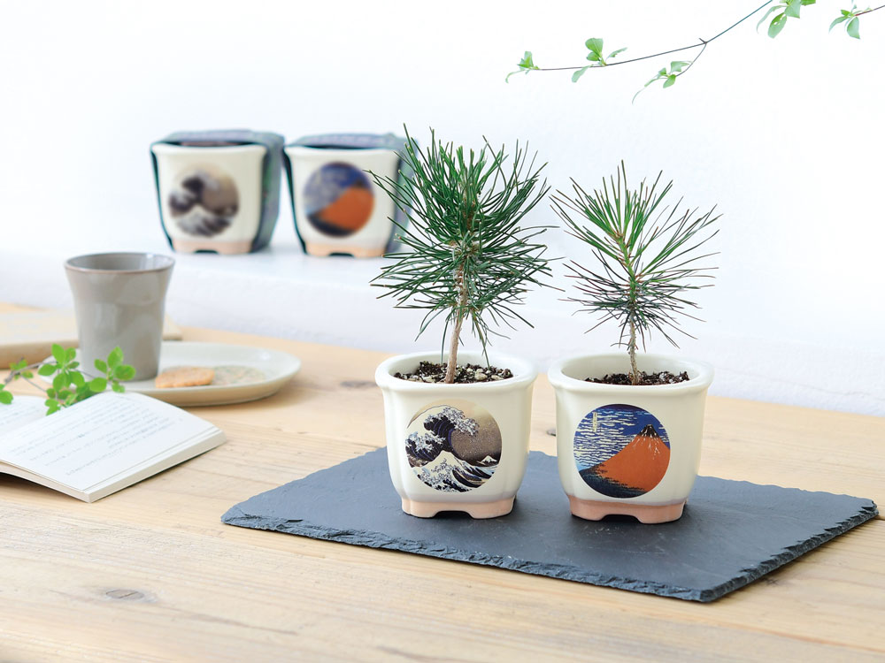 JAPANESE BONSAI｜和モダンの人気な栽培キット。インテリアにぴったり