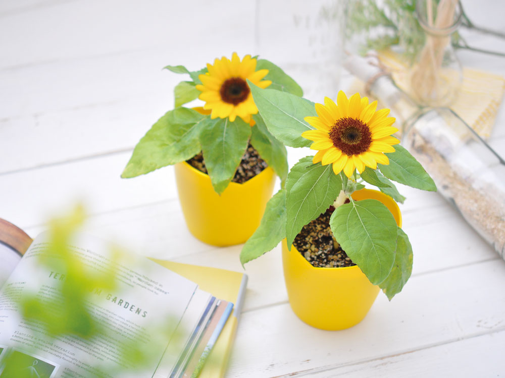 Smile Himawari ミニひまわり栽培キット｜初心者向けフラワー栽培キット