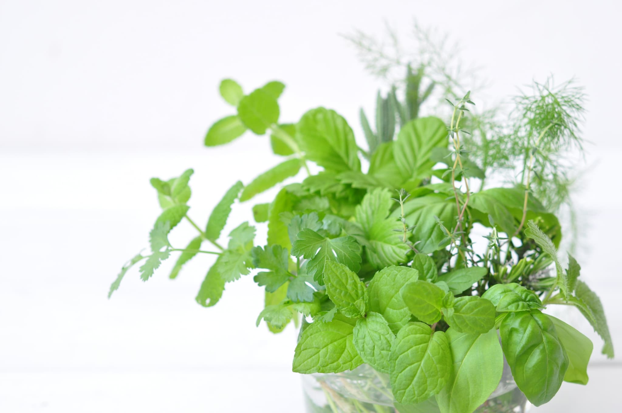 育てるカプセルシリーズ - SEISHIN PLUS