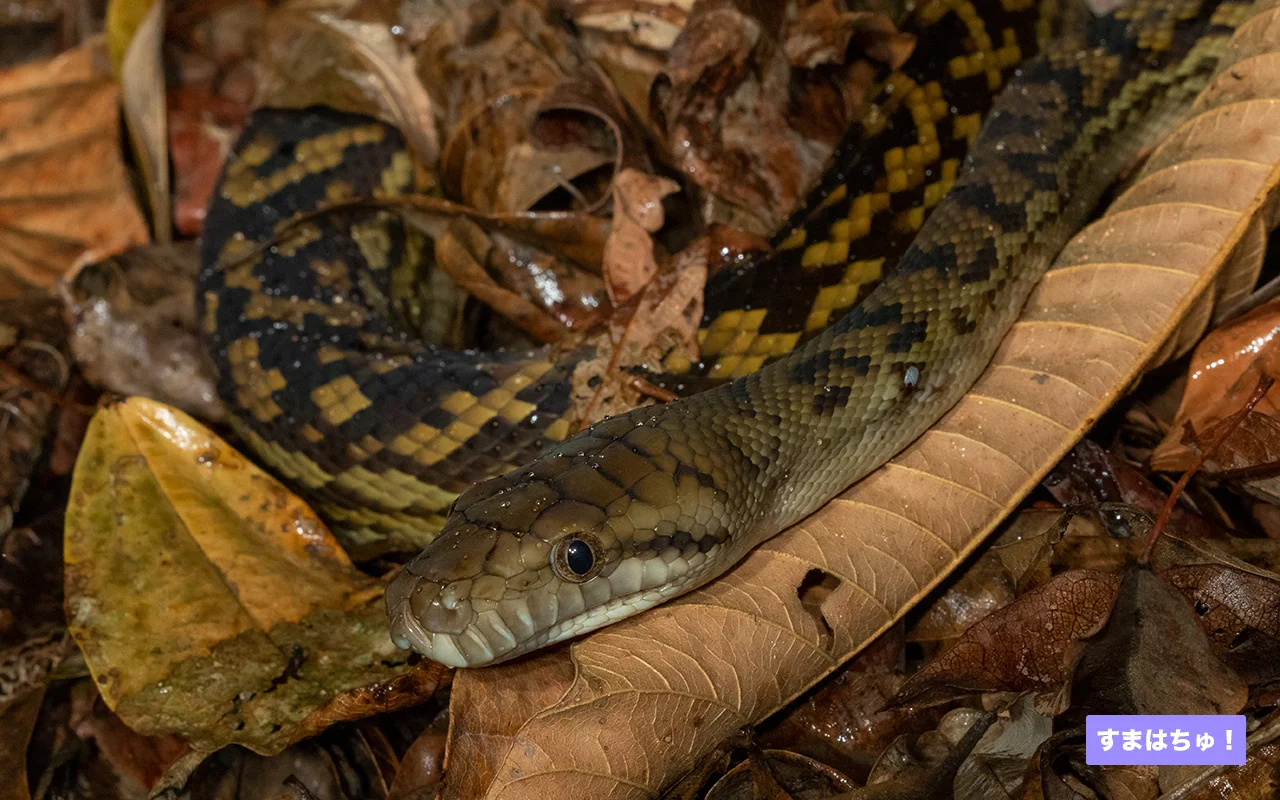 オーストラリアヤブニシキヘビとは – へびマガ