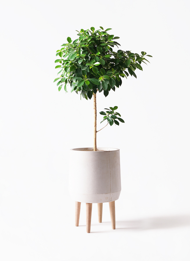 観葉植物 フィカス ナナ 7号 プラスチック鉢 | 観葉植物ならHitoHana