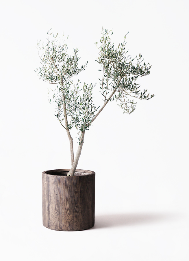 観葉植物 オリーブ 10号 ミッション ジュピター 白 付き | 観葉植物