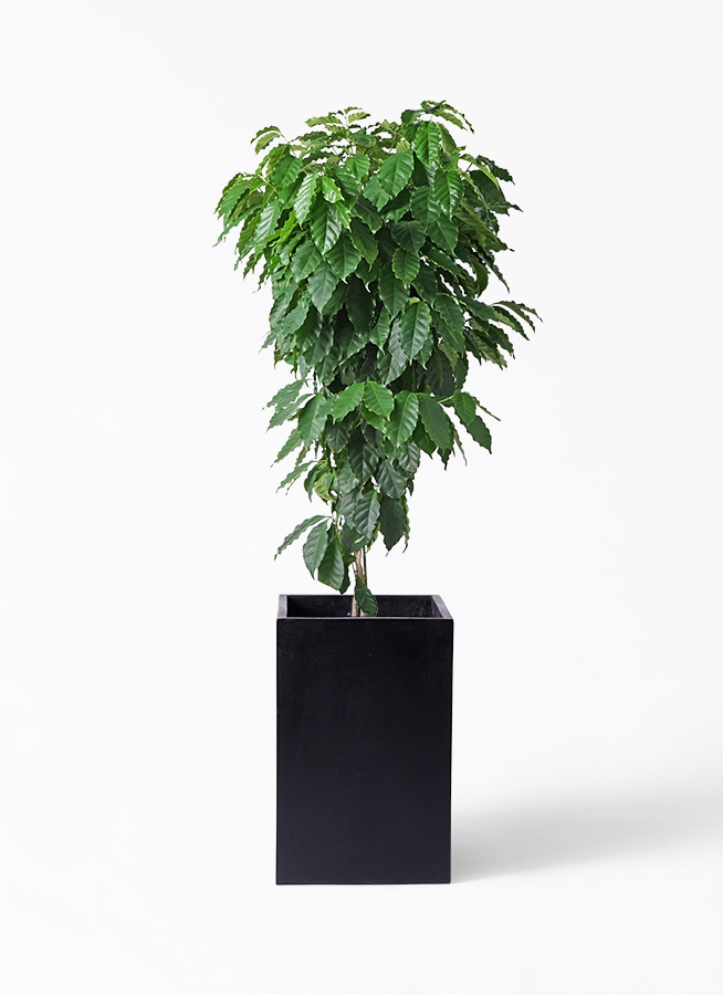 観葉植物 コーヒーの木 10号 エコストーンLight Gray 付き | 観葉植物