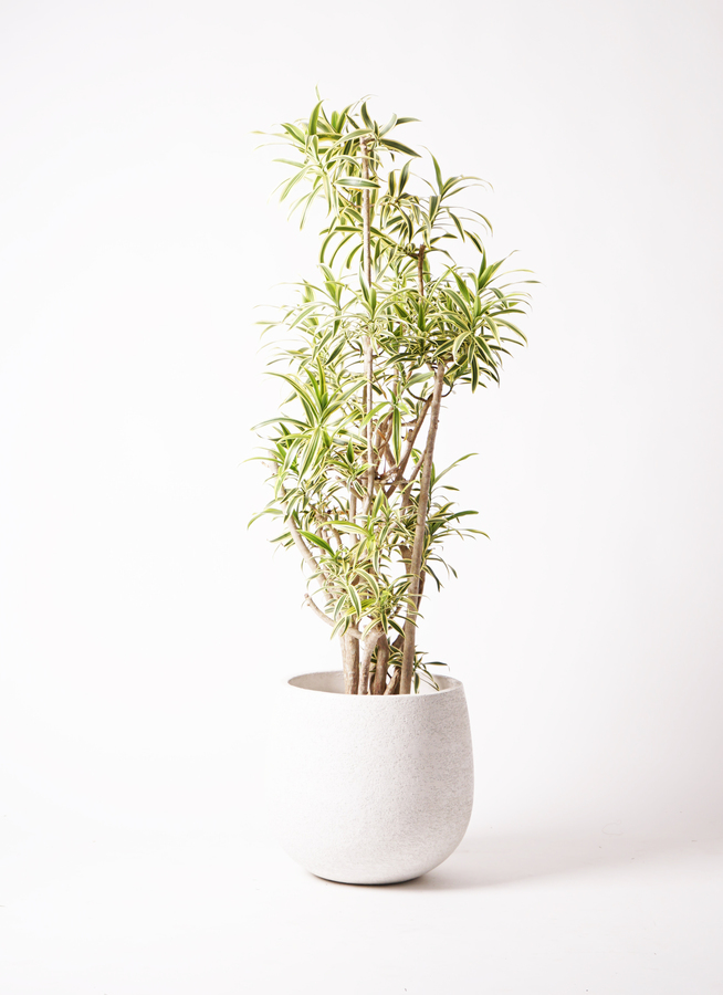 観葉植物 ドラセナ ソング オブ インディア 10号 プラスチック鉢